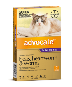 ADVOCATE Large Cat Purple